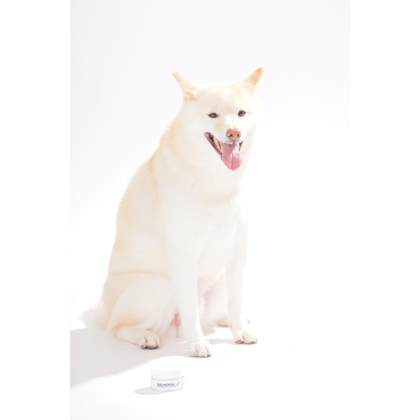 男色ディーノとハク×BM ドッグウェア / Tシャツ（S〜3XL）+PURE BALM セット